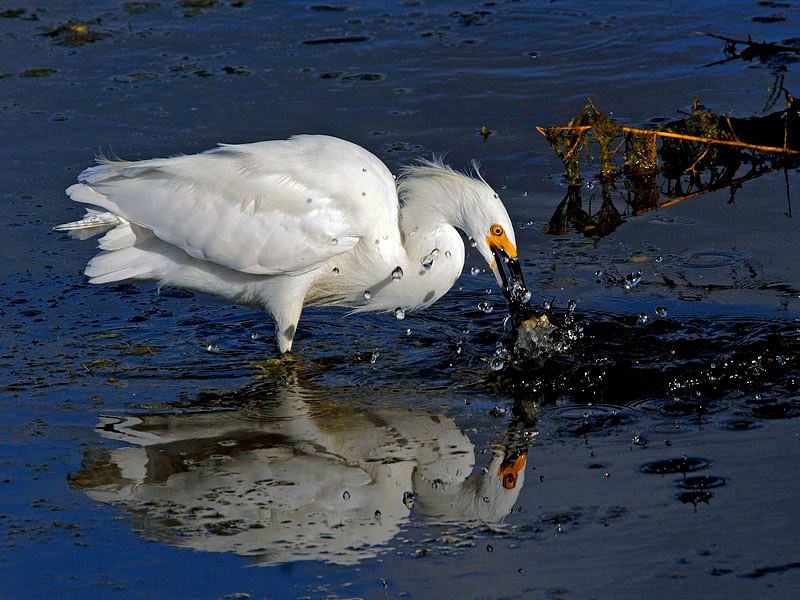 Плюх #3 Белая американская цапля, Egretta thula, Лагуна Малибу, Snowy Egret, Malibu Lagoon, California