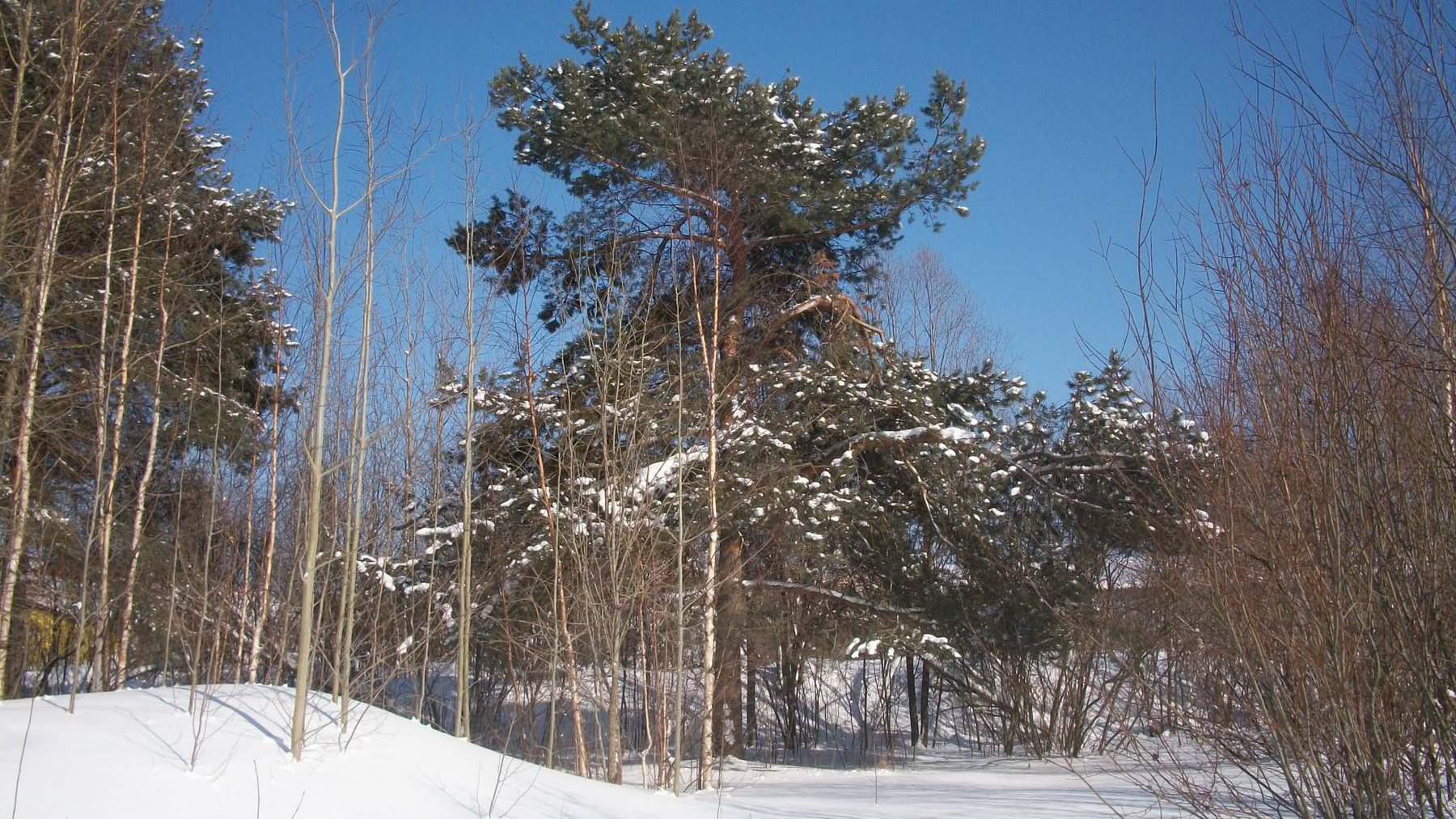В зимнем парке 