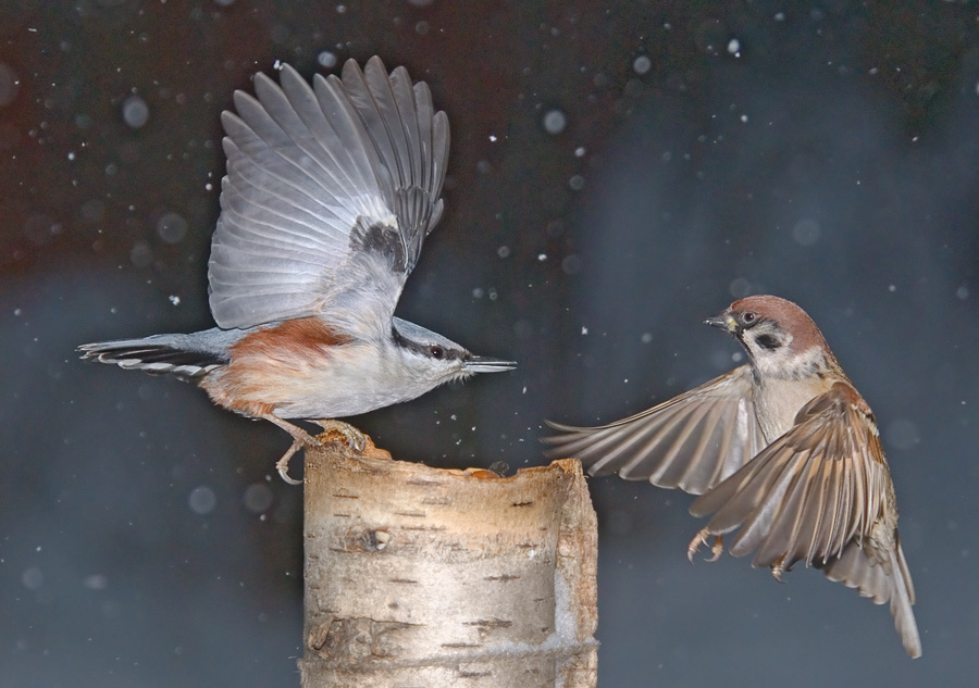 Под-снежники поползень, Nuthatch, Sitta europea. Полевой воробей, Tree Sparrow, Passer montanus