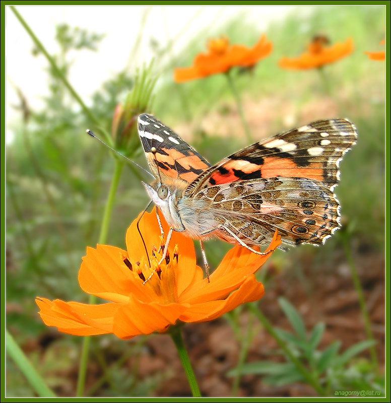 Курносый любитель коктейля (репейница) чертополоховка репейница (Cynthia/Vanessa cardui) нимфалиды (Nymphalidae)