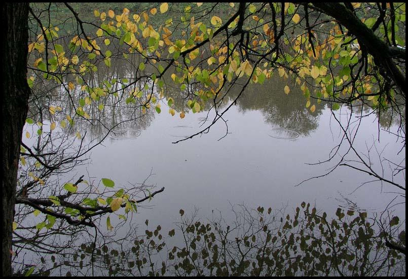Вот и осень... осень листья вода