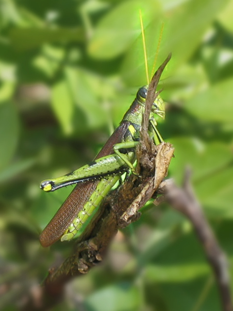 grasshoper grasshoper, kuznechik