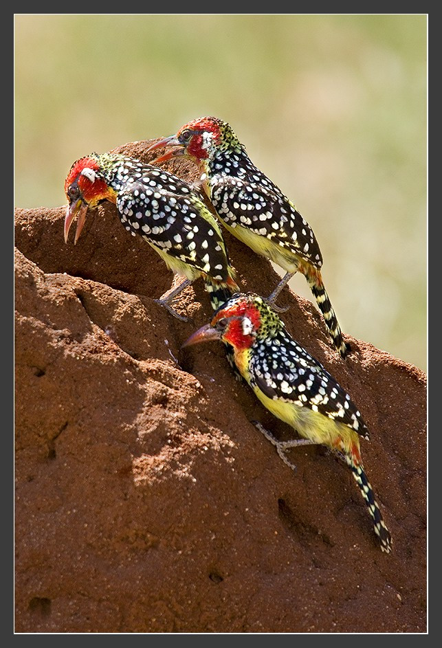 Африка в лицах #19. Охотники на термитов. Африка Танзания Red and Yellow Barbets