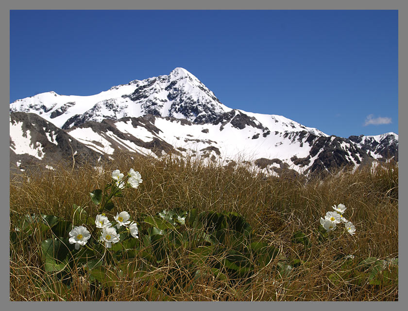 Горные цветы Avalach peak, new zealand