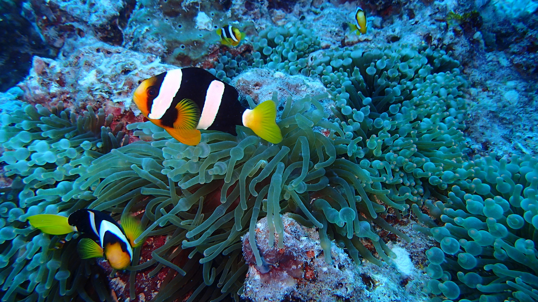 *** анемон рыба клоун maldives