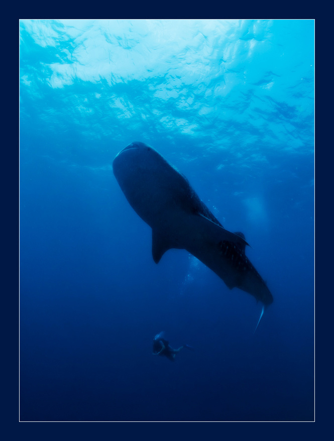 Мальдивы Whale shark китовая акула Мальдивы подводный мир