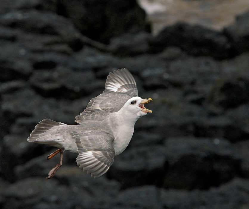 Полетает? Похохочем? Глупыш, Fulmarus glacialis, Остров Св. Георгия, о-ва Прибылова, Northern Fulmar, St. George Island, the Pribilofs, Bering Sea, Alaska