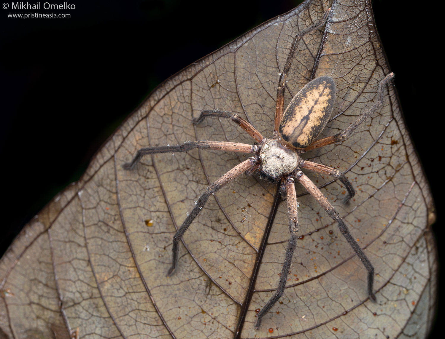 Thelcticopis sp. паук sparassidae макро heteropoda