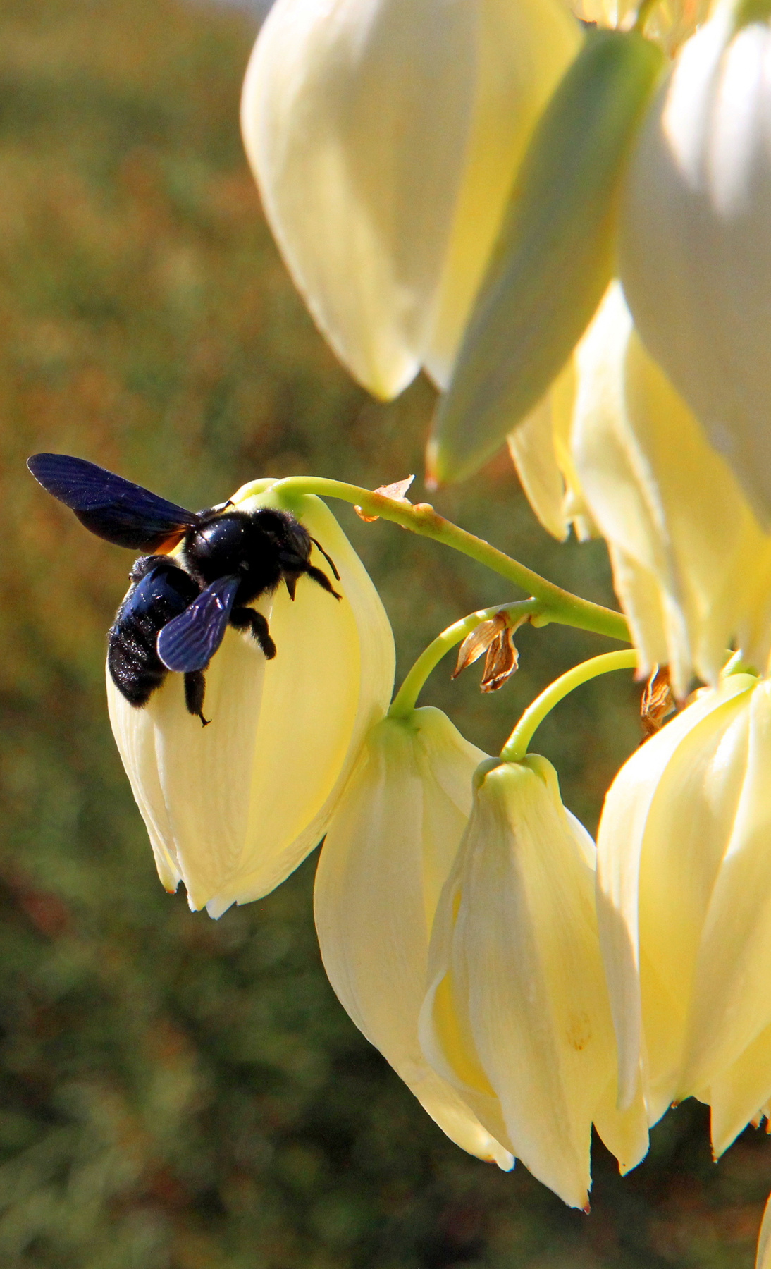 Шмель-плотник шмель пчела плотник Xylocopa ксилокопа
