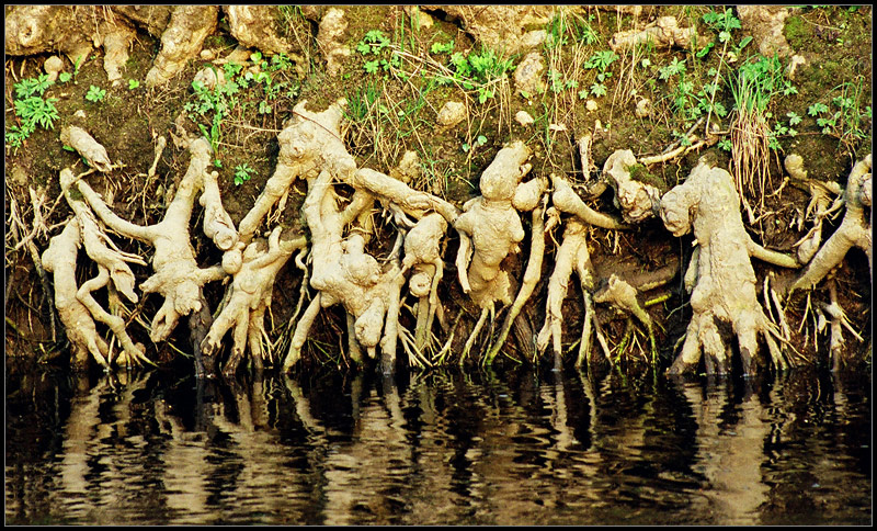 Wild dance wild dance река Age