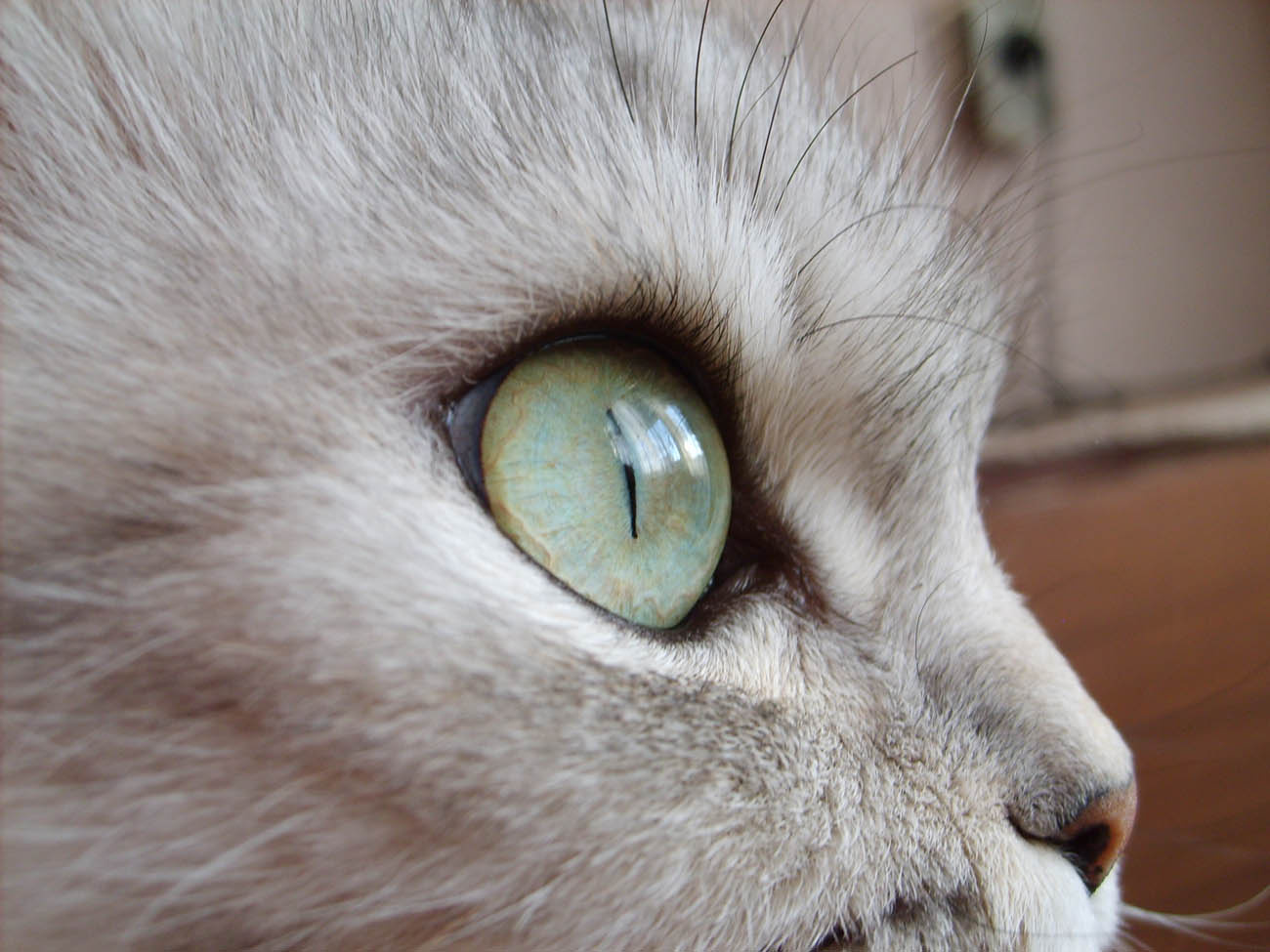 взгляд кошка