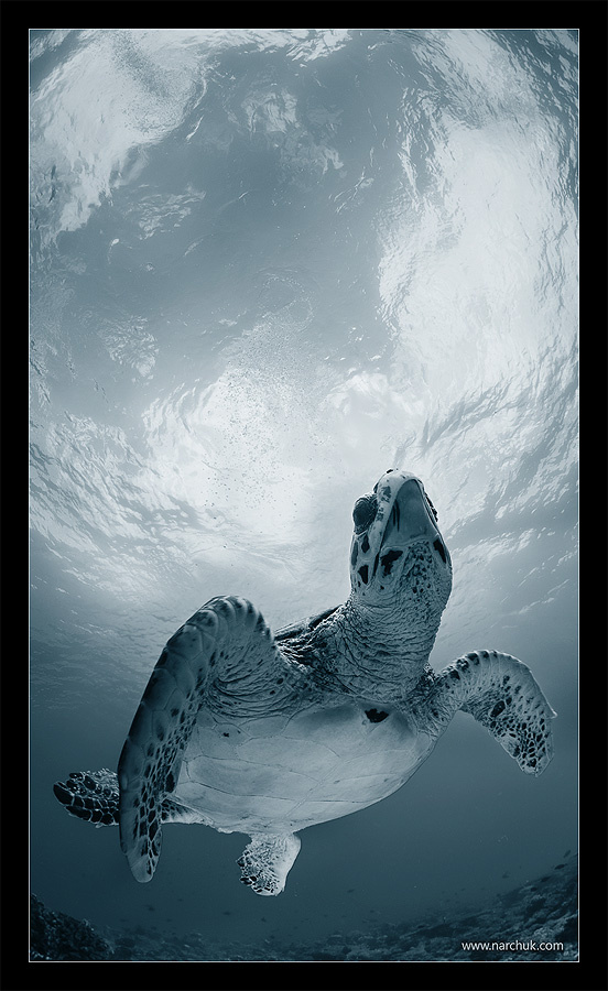 Элегия turtle,черепаха, sky,cloud,surface,aqua,fly