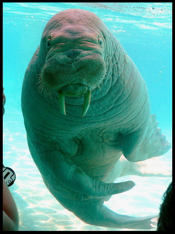 Гости пришли. морж, odobenus, rosmarus, зоопарк
