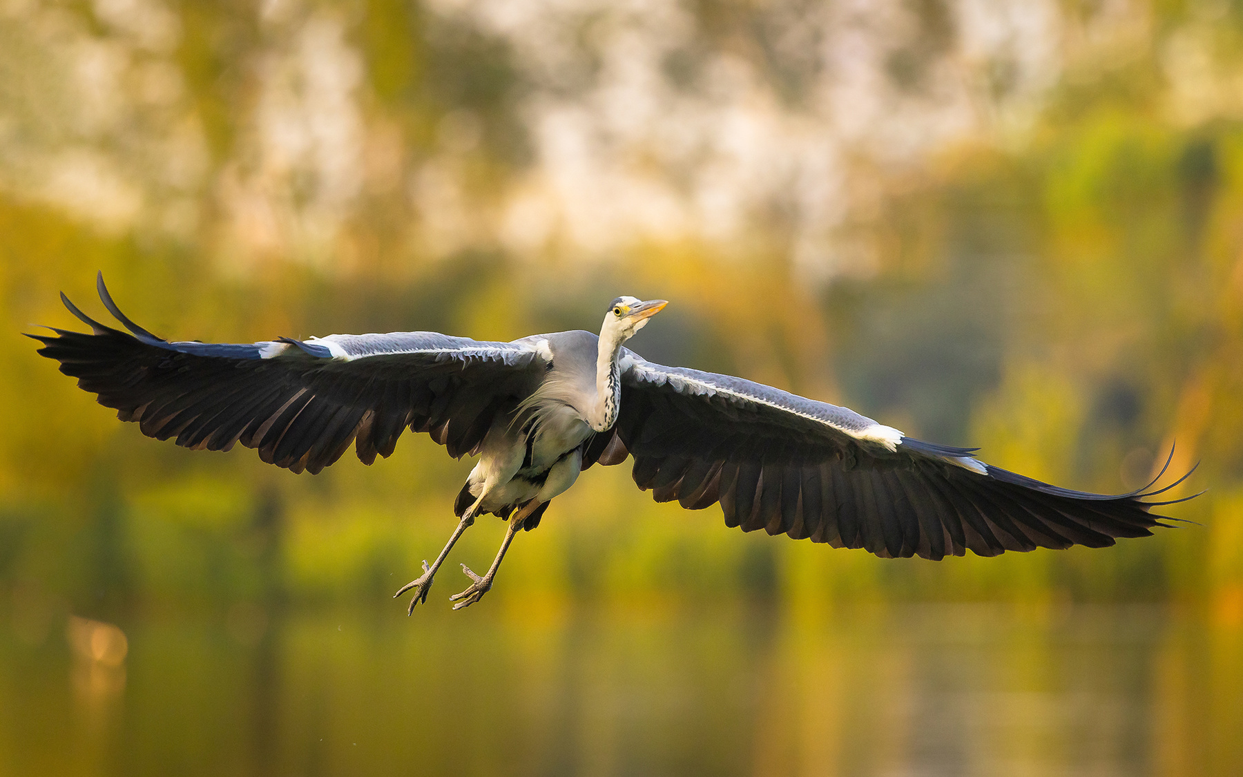 Heron 