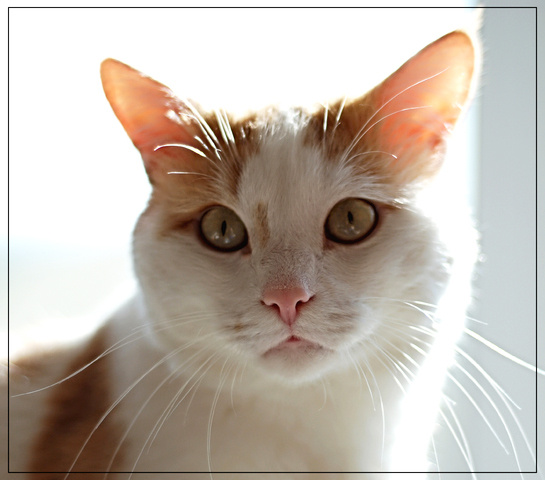 Портрет кота животные кот