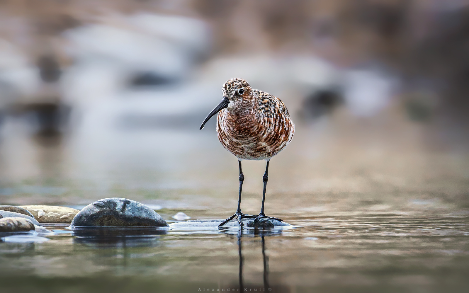 Краснозобик краснозобик кулик calidris ferruginea