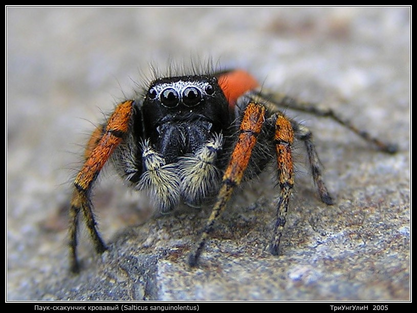 Salticus sanguinolentus Паук-скакунчик кровавый Salticus sanguinolentus