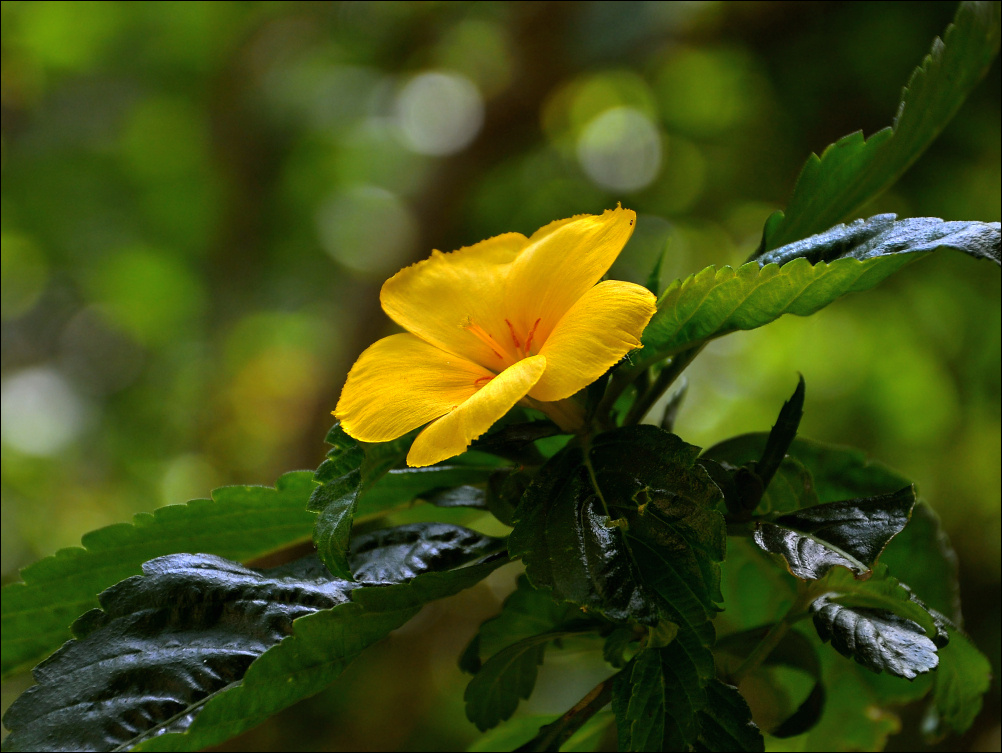 *** Hibiscus Xcaret Мексика