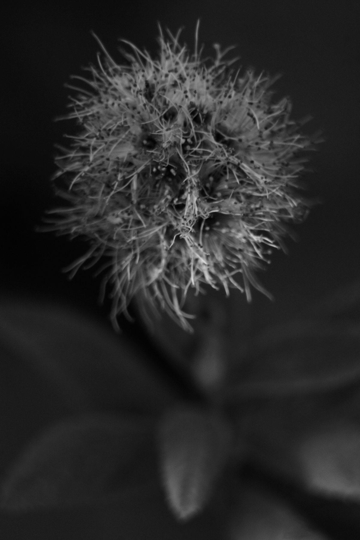 Мимоза стыдливая (лат. Mimosa pudica). 