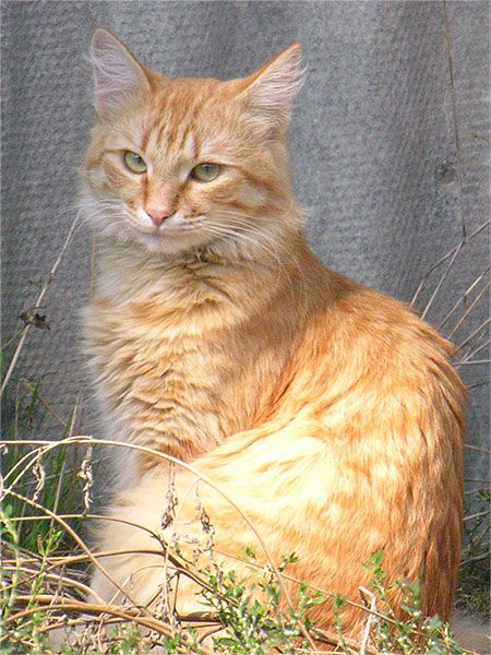 Котофей кот