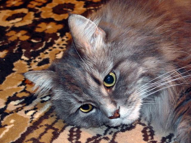 Котег Семён
