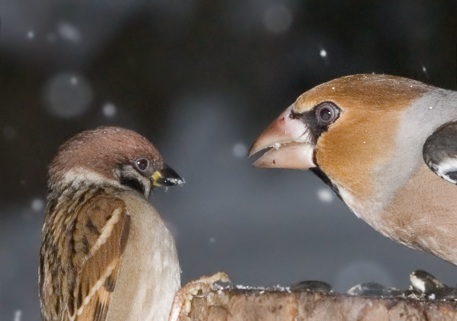 Страшная сказка Полевой воробей, Tree Sparrow, Passer montanus. дубонос, Hawfinch, Coccothraustes , сказка