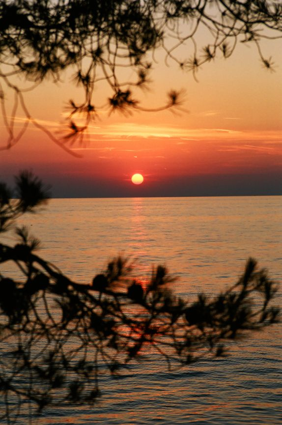 Еще одного лета закат красное солнце сосны море заря