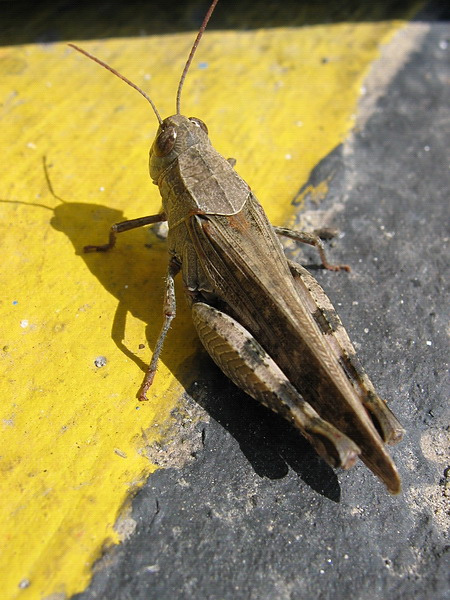Urban Insectum кузнечик