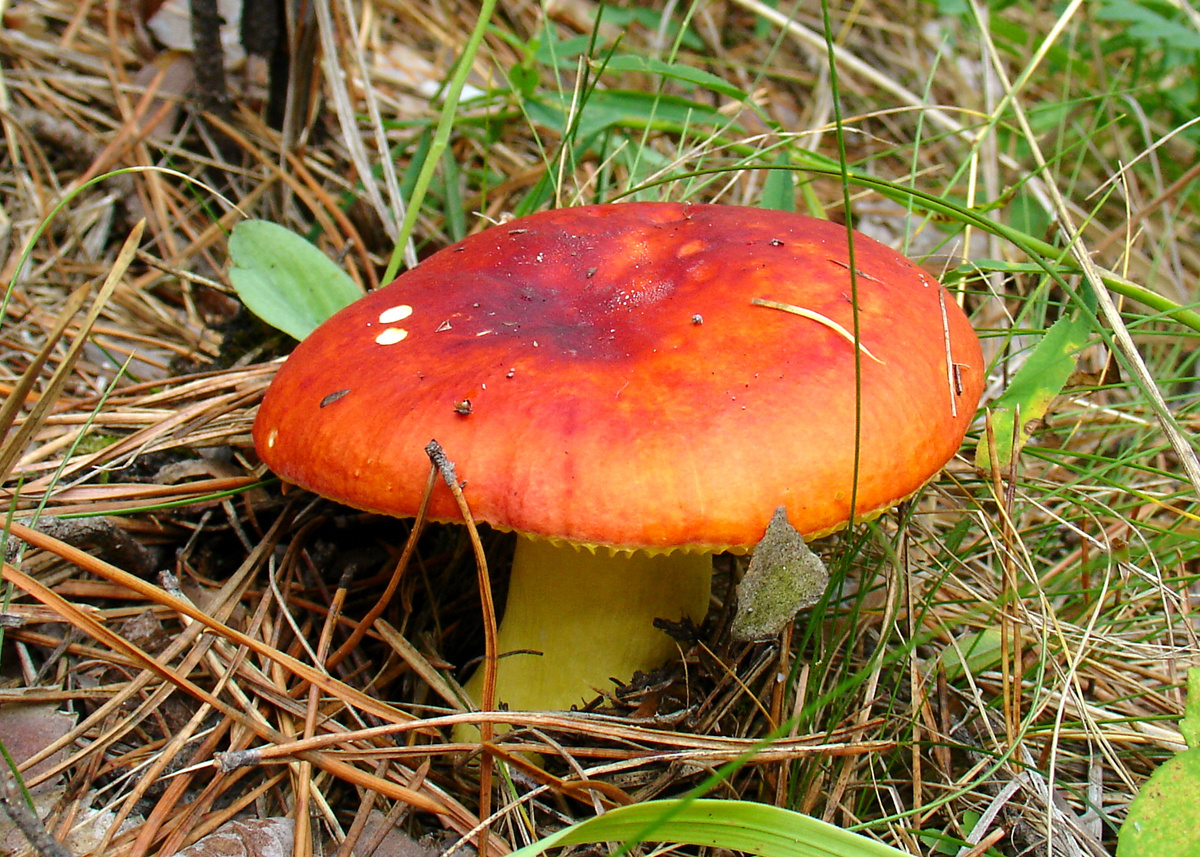 Сыроежка (Russula sp. - Russulaceae) Грибы Сыроежка (Russula sp. - Russulaceae)
