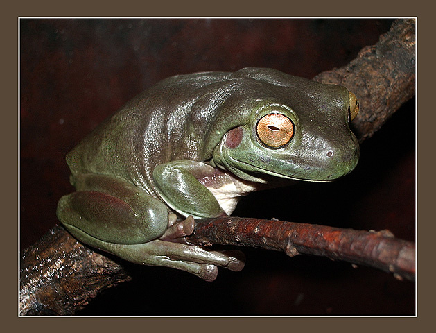 Никто меня не любит! коралловопалая литория Litoria caerulea