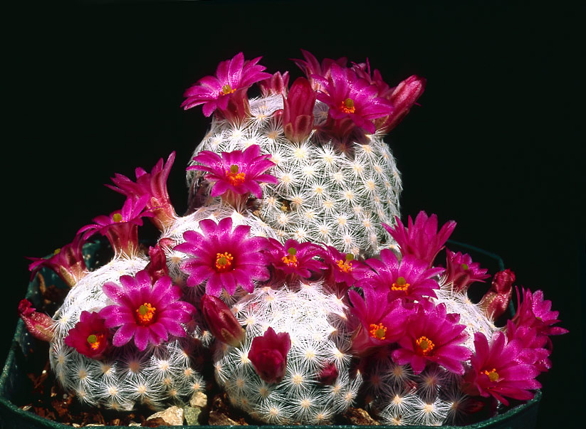 Mammillaria humboldtii cactus cacti mammillaria