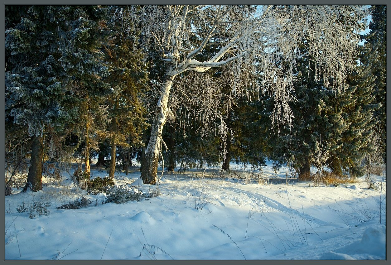 У кромки леса 