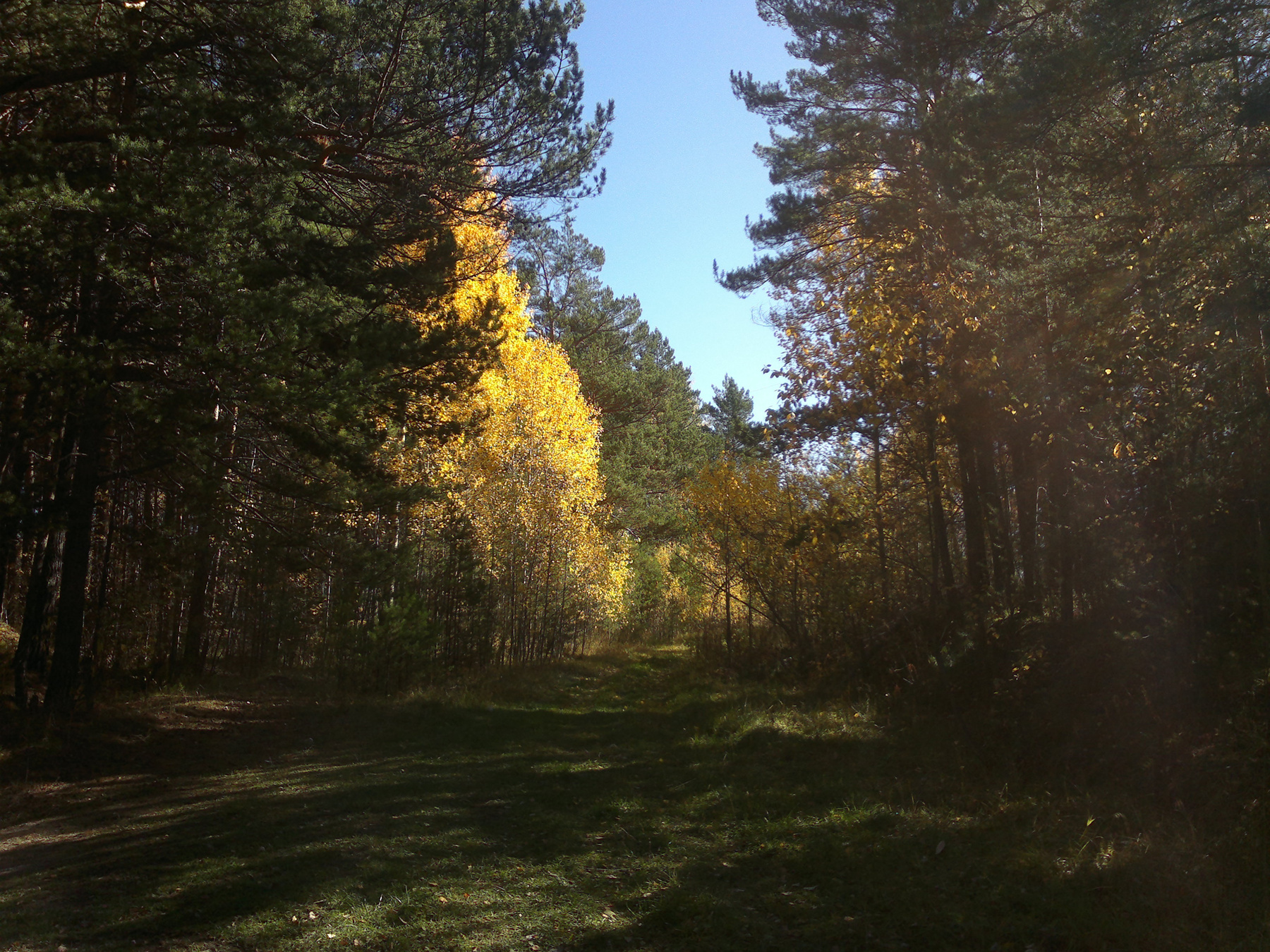 лес лес