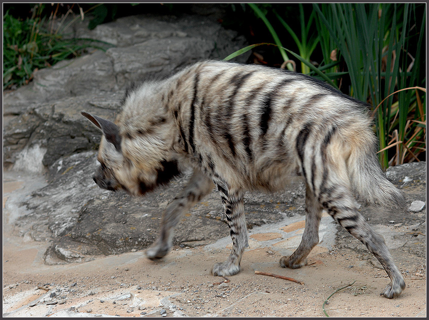 Ходить сюда... полосатая гиена Hyaena hyaena