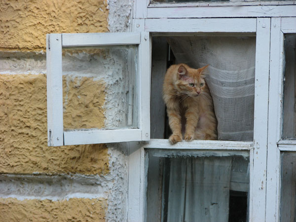 Смотрящий 