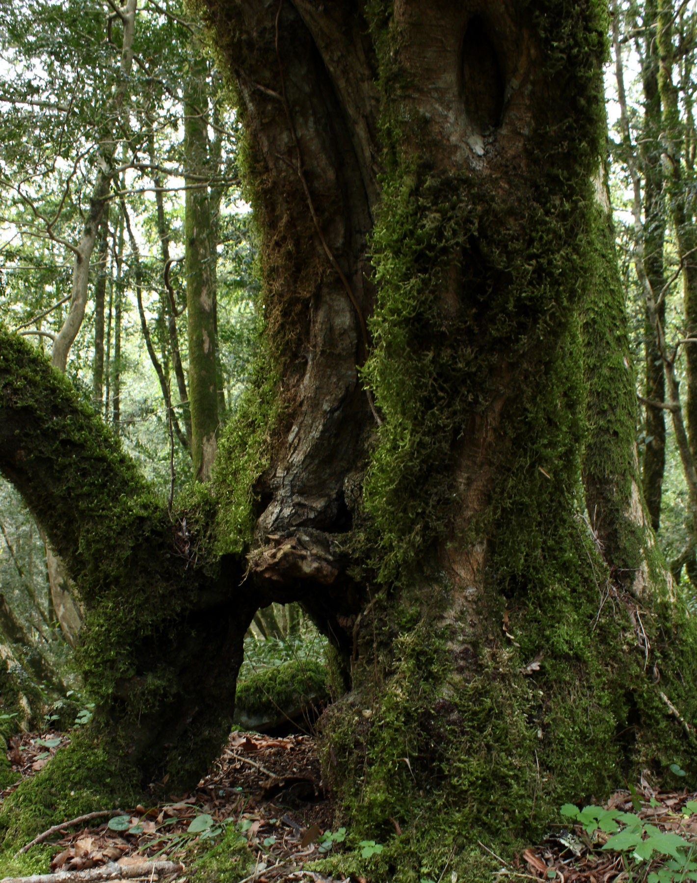 Старый граб. 