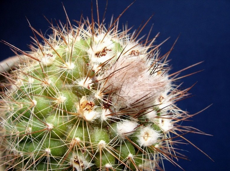 Parodia кактус parodia