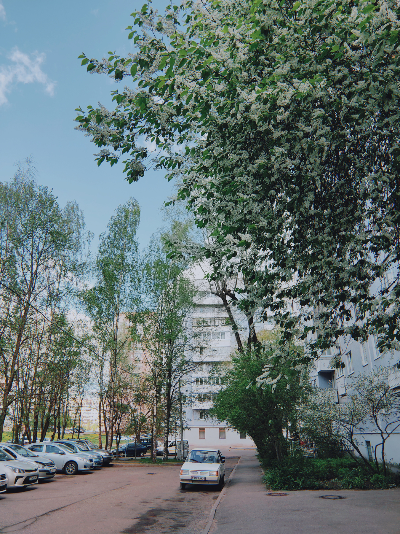 Весна в городе Весна цветы зелень двор дом машина дорога деревья солнце трава