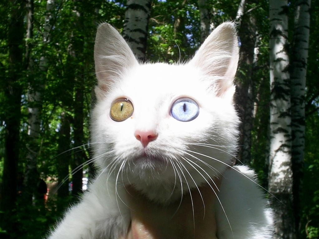 котик котик