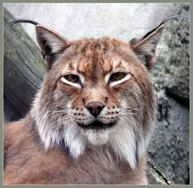 Про внутреннюю сосредоточенность. Рысь, Felis lynx, Московский зоопарк