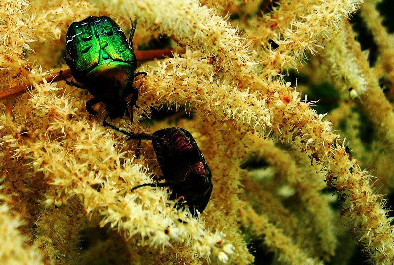 bugz 