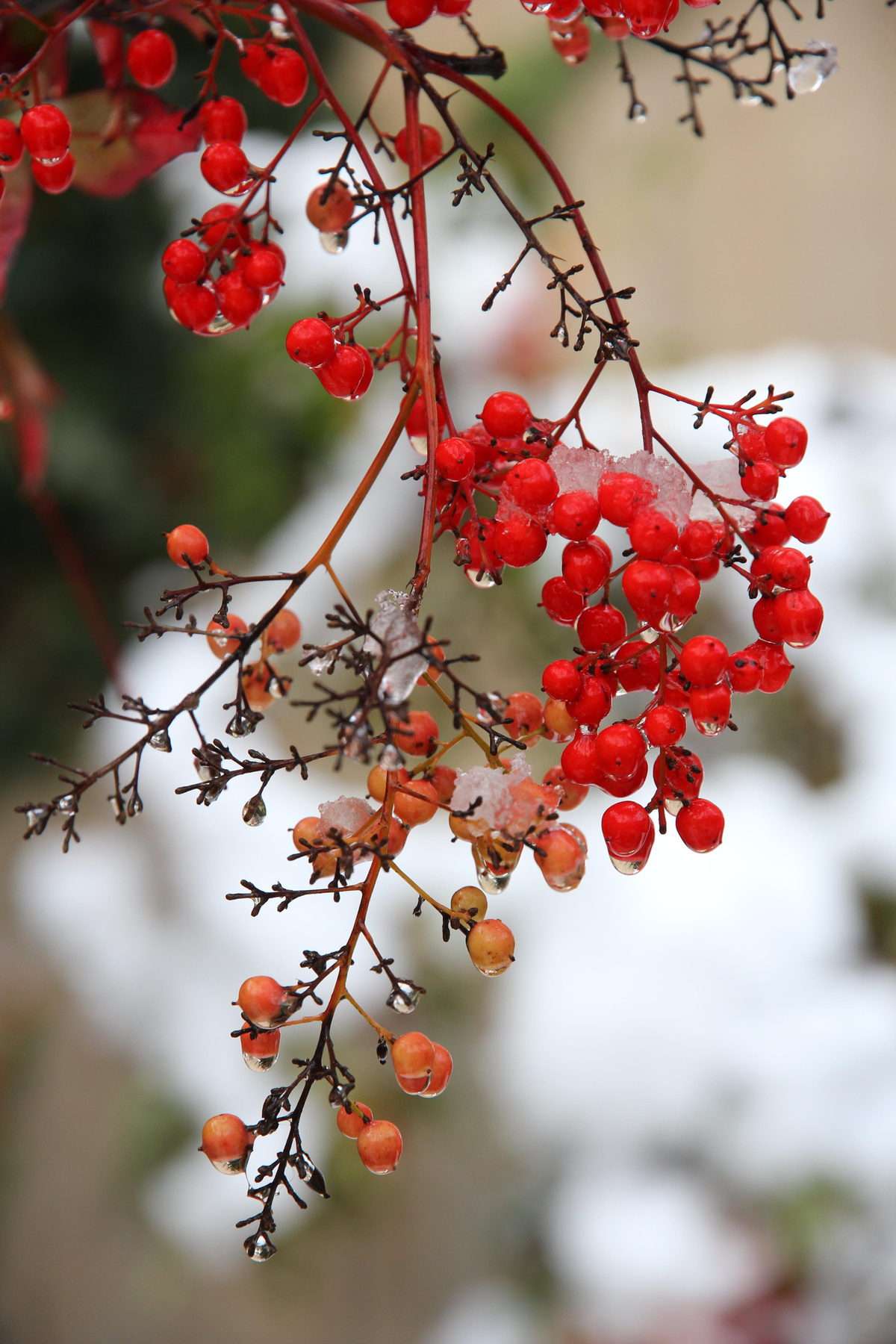 Frozenberry ягоды
