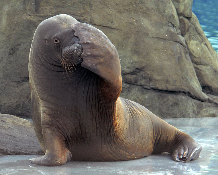 Подглядывать... морж Odobenus rosmarus