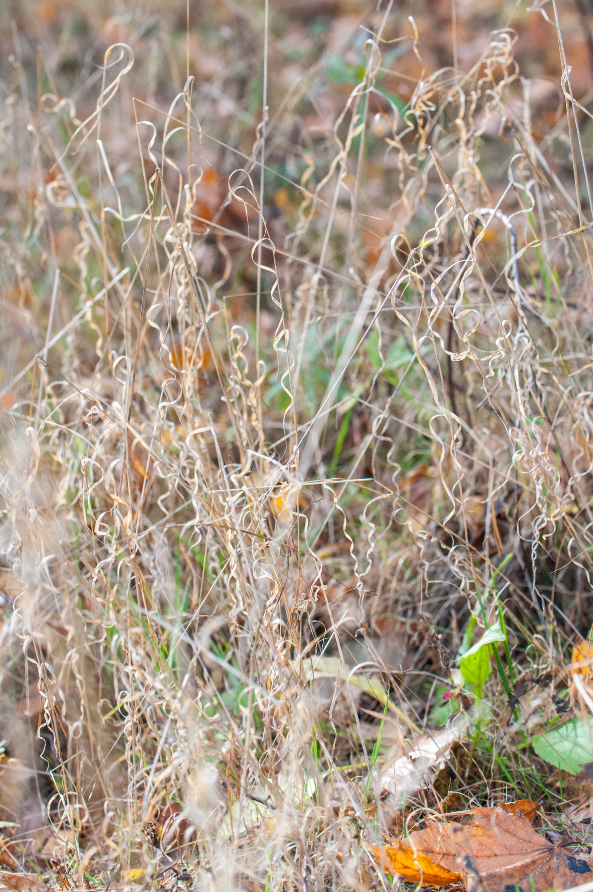 Завивка 