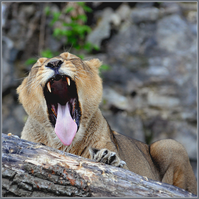 Компостирующая индийский лев Panthera leo persica