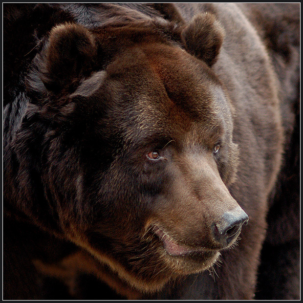 Ничто человеческое... бурый медведь Ursus arctos