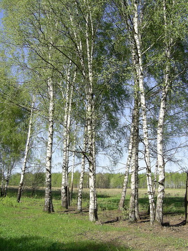 русские красавицы 