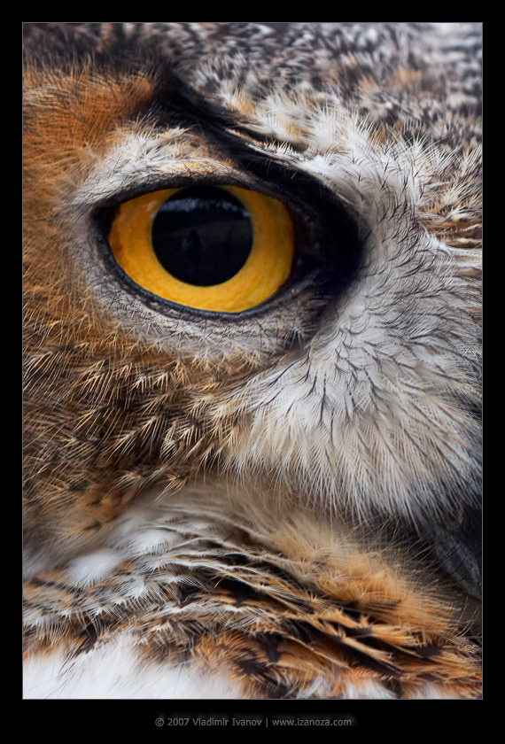 Знак Зорро филин Great Horned Owl
