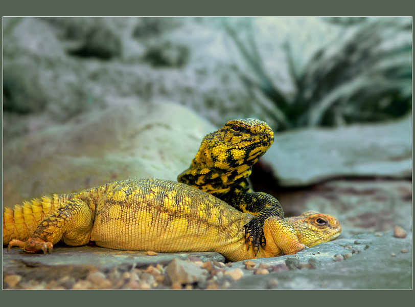 Собственник сахарский шипохвост Uromastyx geyri