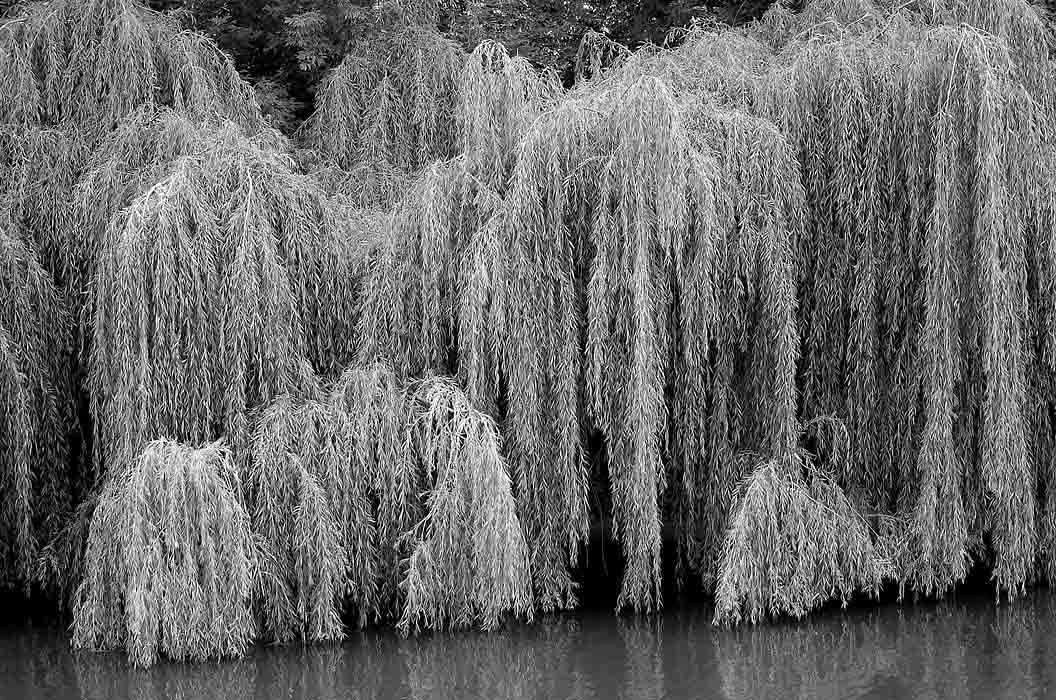 Willow 